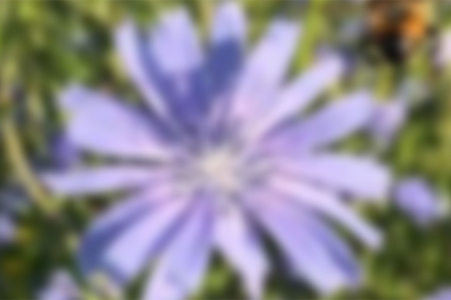 Cicoria blurred background